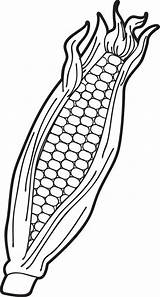 Corn Milho Colorir Cob Supplyme Stalk Maiz Mpmschoolsupplies Clipartmag Ears sketch template