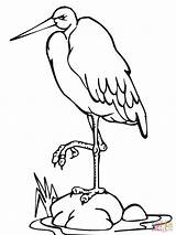 Stork Coloring Leg Pages Standing Drawing sketch template