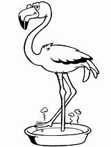Flamingo Coloring Pages sketch template