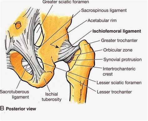 posterior aspect   hip including ligaments  capsule school