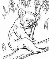 Coloring Pages Koala Bear Tree Eucalyptus Drawing Koalas Color Wombat Line Lion Baby Outline Print Realistic Drawings Cub Fox Printable sketch template
