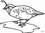 Quail Coloring Pages Clipart Bird Outline California Drawing Printable Kids Birds Clip Clipartmag Gambel School Cartoon Children Popular Quails Getdrawings sketch template