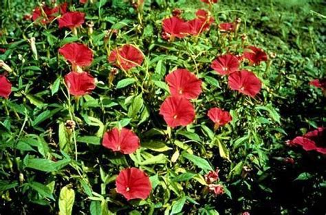 morning glory ipomoea scarlet o hara flowers premier seeds direct ltd