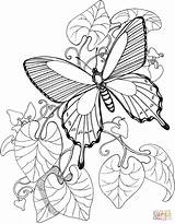 Ausmalbilder Schmetterling Ausmalbild Pages Supercoloring Malbilder Schmetterlinge sketch template