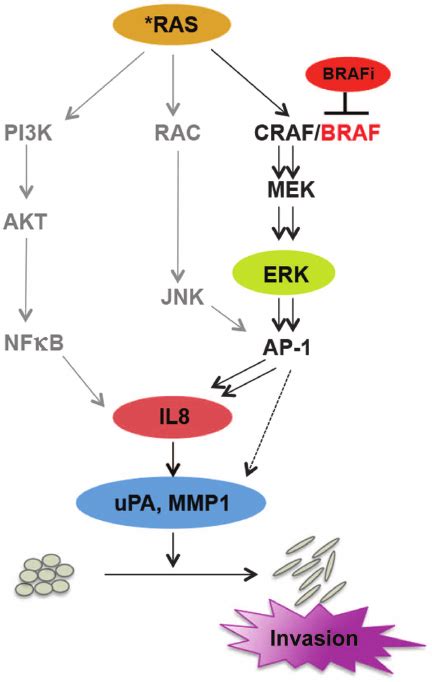 model of braf inhibitor induced invasion ras stimulates il8