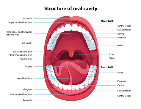 what are the 3 key functions of the teeth vancouver centre for