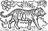 Tiger Coloring Pages Realistic Printable Getcolorings Print sketch template
