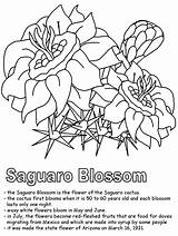 Coloring Saguaro Cactus Arizona Blossom State Pages Drawing Clipart Flower Template Usa Getdrawings Library Sketch Sheet Hard Kidzone Ws Geography sketch template