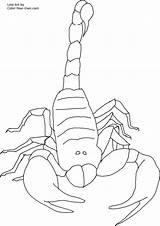 Scorpion Coloring Pages Printable Color Scorpions Invertebrate Kids Front Print Popular sketch template