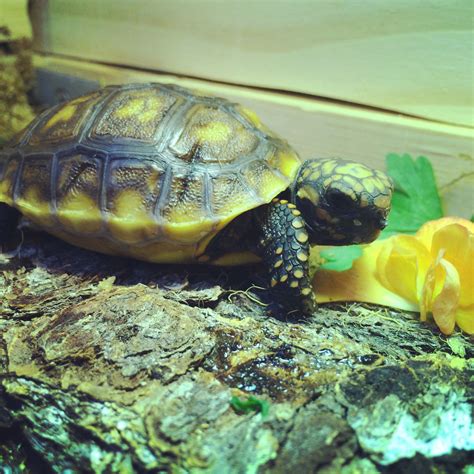 dr bubbles enjoying some begonia blossoms turtle