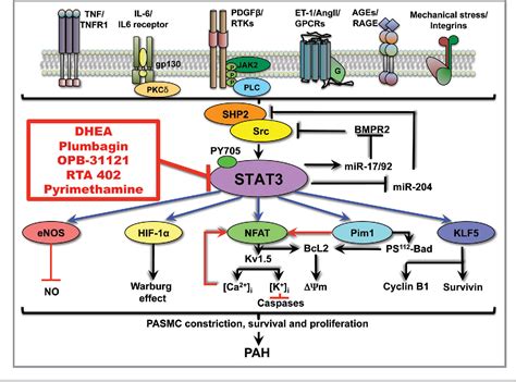 Stat3 Signaling In Pulmonary Arterial Hypertension Semantic Scholar