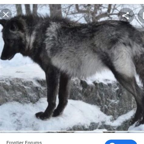greybackunfinished wiki wolf amino amino