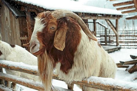 giant goat breeds