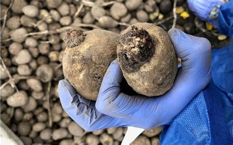 boeren alert op nieuwe wratziekte nog geen resistente aardappel dit seizoen dagblad van het