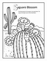 Coloring Pages Saguaro Blossom Desert Ecosystem Drawing Arkansas Cactus Flower Drawings State Getcolorings Getdrawings Print Paintingvalley sketch template