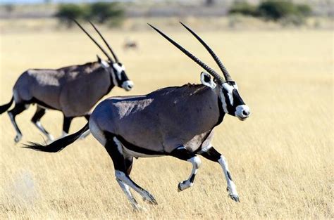 oryx botswana wildlife guide