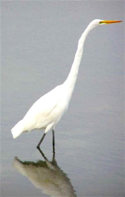 white egret works   creator   creatures photo journal