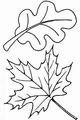 Leaves Coloring Pages Fall Leaf Autumn Oak Maple Thanksgiving Color Template Drawing Clip Printable Kids Print Colorluna Pile Herbst Kidsplaycolor sketch template