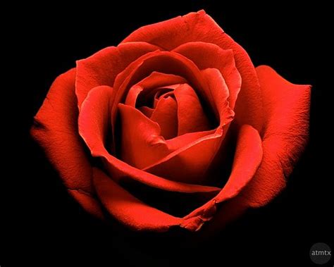 single rose  photo  flickriver