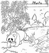 Coloring Panda Pages Printable Zoo Animal Adults Popular Library Clipart sketch template