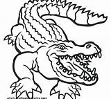 Florida Gators Coloring Gator Clipartmag Drawing sketch template
