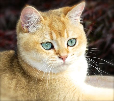 british shorthair golden shaded breeder care  cats