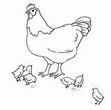 Huhn Ausmalbild Ausdrucken Bauernhof Küken Malvorlage Malvorlagen Drucken Kinderbilder Hühner Ostern Besuchen sketch template