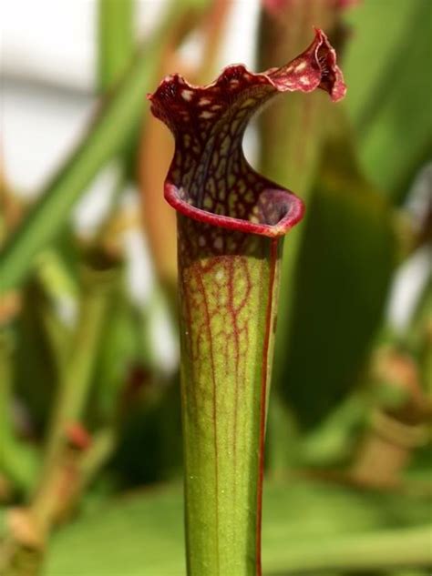 Fotos De Plantas Carnivoras De Ricardo Miranda