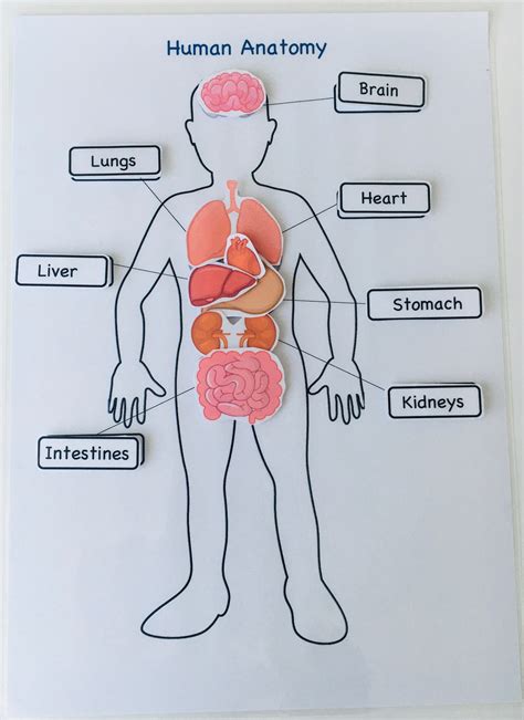 menselijke anatomie menselijke organen het menselijk etsy nederland