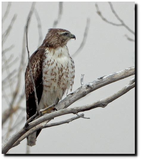 red tailed hawk couple real climate science