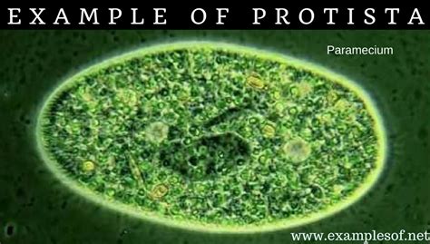 examples  protozoa protista kingdom protista