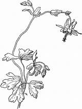 Columbine Coloring Pages Flowers Flower Designlooter Printable 1000px 87kb sketch template