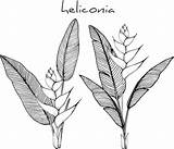 Heliconia Flower Vector Premium Drawings sketch template