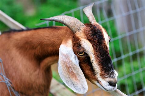 brian short goat