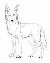 Pages Coloring Coyote Wile Jackal Getcolorings Getdrawings sketch template