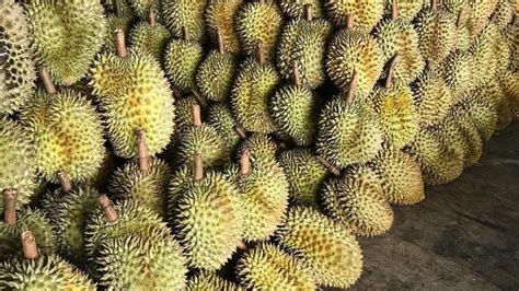 gambar durian rambutan infobaru