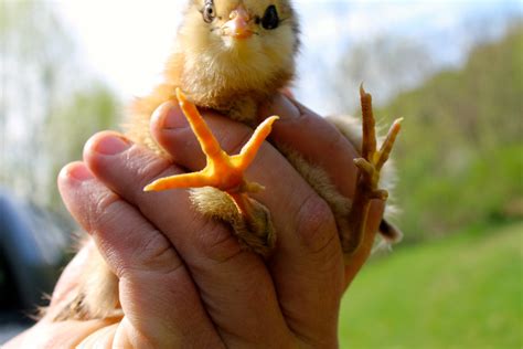 Coldantlerfarm Chick Feet
