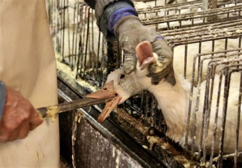 breaking federal court ruling dismisses false claims  foie gras industry  upholding ban