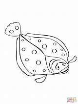 Flounder Coloring Pages Fish Drawing Printable Supercoloring Flounders sketch template