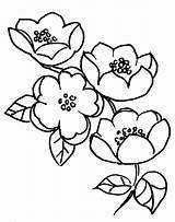 Blossom Macieira Blossoms Trees Tudodesenhos Coloringhome sketch template