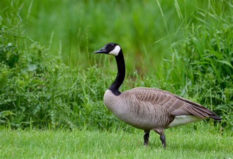 how to tell male and female geese apart cuteness