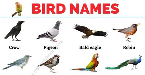 bird names in this section we will show you a list of common bird