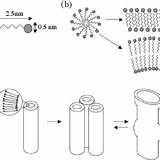 Lipid Assembling Nanotubes Peptide sketch template