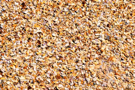crushed seashells  stock photo public domain pictures