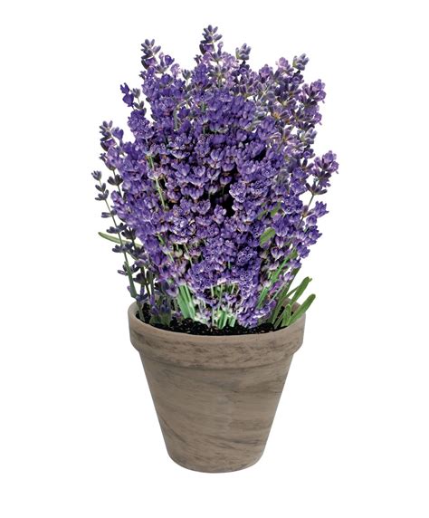 cheap grow lavender seeds find grow lavender seeds deals