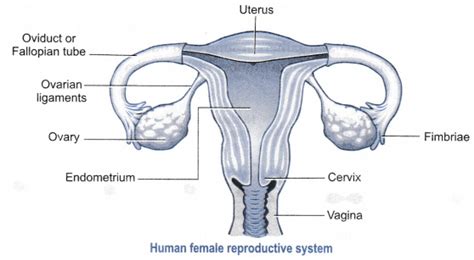 draw  labelled diagram   human female reproductive system cbse   porn website