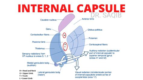 internal capsule parts relations fibers clinical anatomy youtube