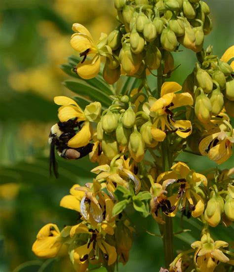 Wild Senna Senna Hebecarpa Applewood Seed Company