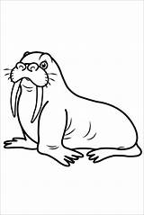 Walrus Pages Coloring Drawing Kids Simple Draw Animal Coloringbay Children Sea Youtu sketch template