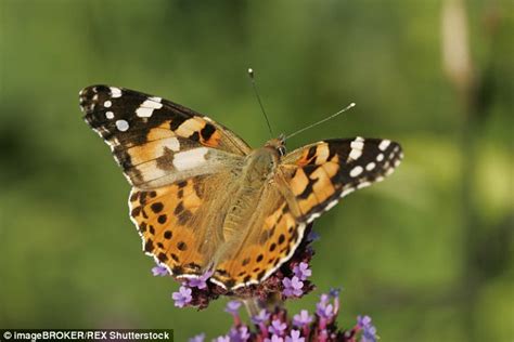 Orange And Black Butterflies Expected To Arrive In Uk From
